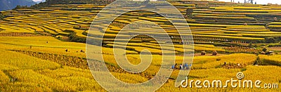 Rice fields on terraced in Autumn Editorial Stock Photo